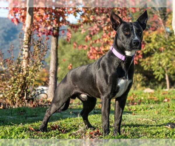 Medium Photo #1 Border Collie-Unknown Mix Puppy For Sale in San Andreas, CA, USA