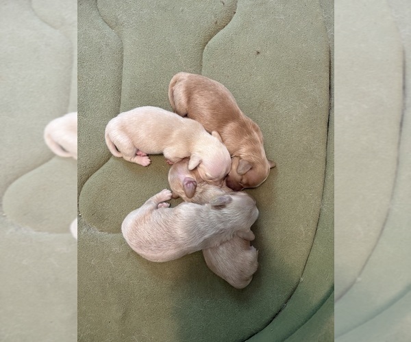 Medium Photo #1 Dachshund Puppy For Sale in CHARLOTTESVILLE, VA, USA