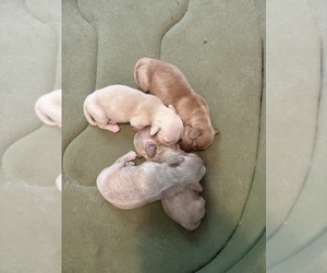 Dachshund Puppy for Sale in CHARLOTTESVILLE, Virginia USA