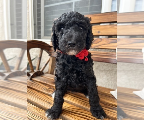 Medium Photo #2 Poodle (Standard) Puppy For Sale in BAKERSFIELD, CA, USA