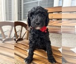 Small Photo #8 Poodle (Standard) Puppy For Sale in BAKERSFIELD, CA, USA