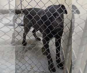 Labsky Dogs for adoption in Anchorage, AK, USA
