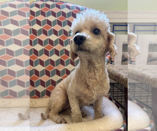 Medium Photo #3 Poodle (Miniature) Puppy For Sale in Pacolet, SC, USA