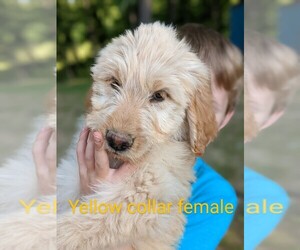 Goldendoodle Puppy for sale in JACKSON, MI, USA