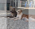 Small #2 Mutt