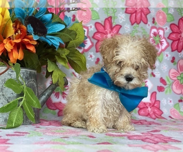 Medium Photo #2 Maltipoo Puppy For Sale in LANCASTER, PA, USA