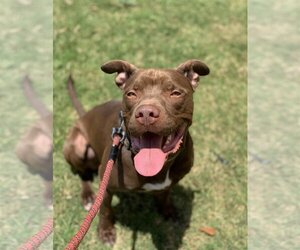Rossi - Male American Staffordshire Terrier-Labrador Retriever Mix Dog for Adoption - Photo #2