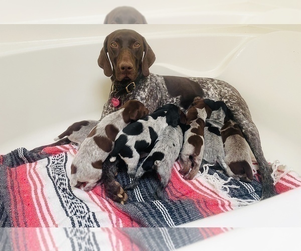 Medium Photo #31 German Shorthaired Pointer Puppy For Sale in FLORISSANT, CO, USA