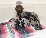 Small Photo #31 German Shorthaired Pointer Puppy For Sale in FLORISSANT, CO, USA