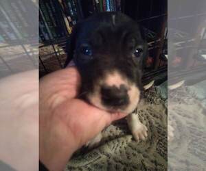 Great Dane Puppy for sale in SEVIERVILLE, TN, USA