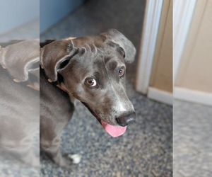 Freddy - Male Labrador Retriever-Rhodesian Ridgeback Mix Dog for Adoption - Photo #5