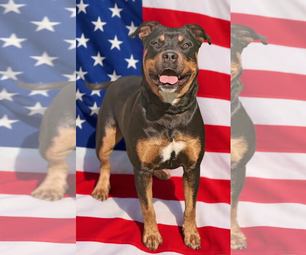 Medium Photo #10 Rottweiler-Unknown Mix Puppy For Sale in Talladega, AL, USA