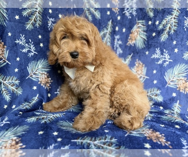 Medium Photo #7 Cockapoo (Miniature) Puppy For Sale in LAKELAND, FL, USA