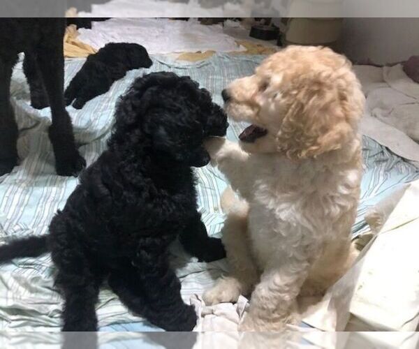 Medium Photo #1 Poodle (Standard) Puppy For Sale in PANAMA CITY, FL, USA