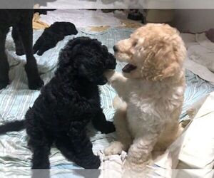 Poodle (Standard) Puppy for sale in PANAMA CITY, FL, USA