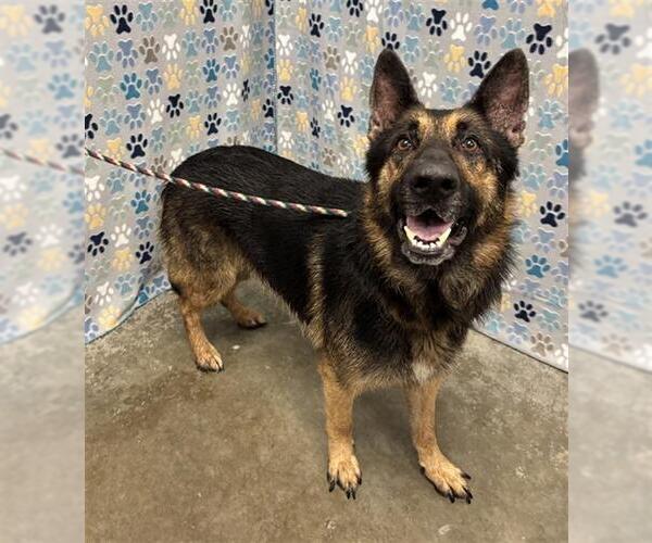 Medium Photo #1 German Shepherd Dog Puppy For Sale in Rosenberg, TX, USA