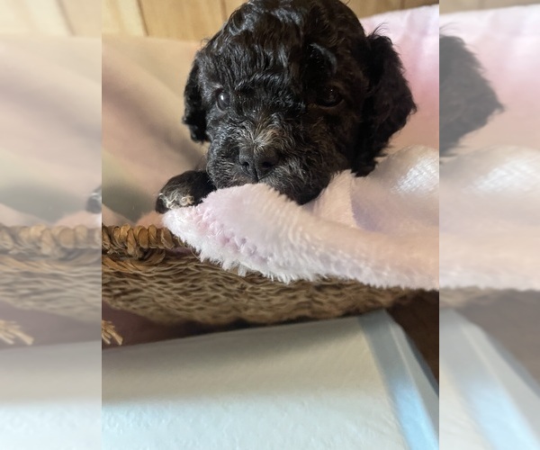 Medium Photo #4 Cavapoo Puppy For Sale in LAFAYETTE, TN, USA