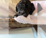 Small #3 Cavapoo