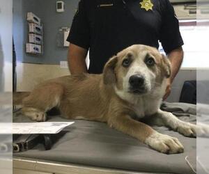 German Shepherd Dog-Unknown Mix Dogs for adoption in Riverside, CA, USA
