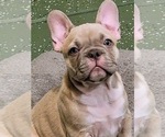 Puppy Puppy 5 French Bulldog
