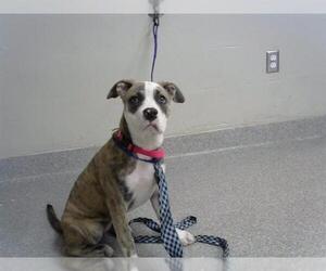 American Pit Bull Terrier-Unknown Mix Dogs for adoption in Pasadena, TX, USA