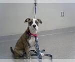 Small American Pit Bull Terrier Mix