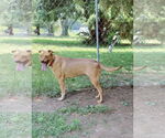 Small #8 Labrador Retriever-Red Heeler Mix