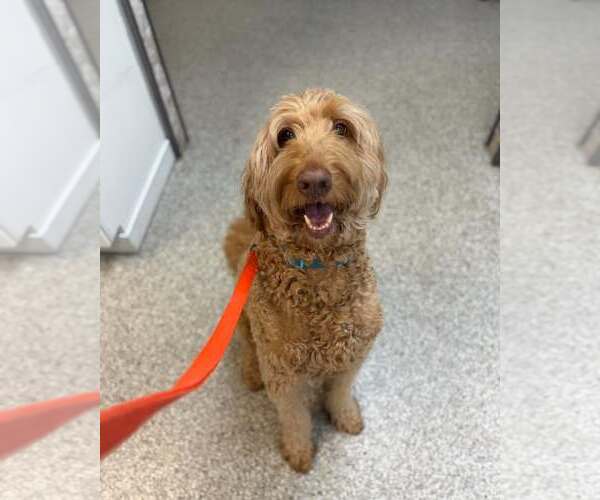 Medium Photo #2 Goldendoodle Puppy For Sale in Holland, MI, USA