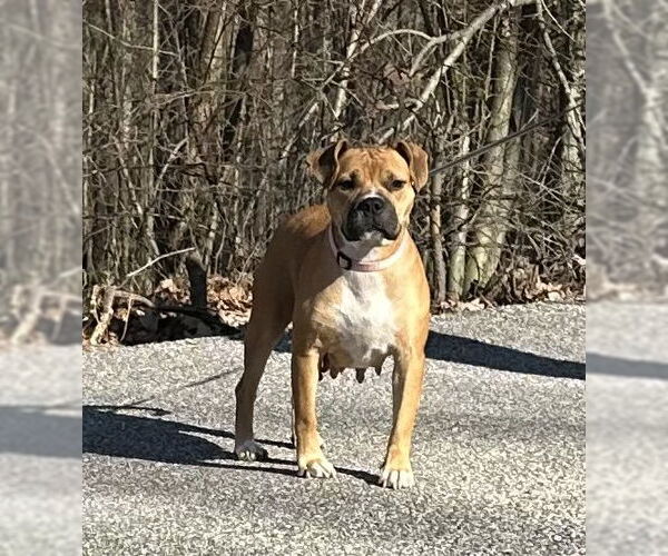 Medium Photo #5 Boxer-Unknown Mix Puppy For Sale in Westminster, MD, USA