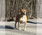 Small #4 Boxer Mix