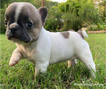 Small Photo #6 French Bulldog Puppy For Sale in EUSTACE, TX, USA