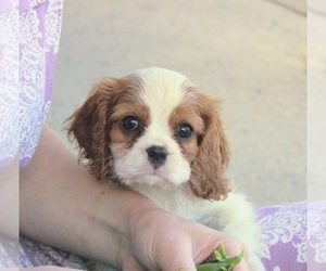 Cavalier King Charles Spaniel Puppy for Sale in REINHOLDS, Pennsylvania USA