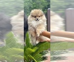Small #11 Pomeranian