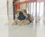 Small Photo #1 Chow Chow Puppy For Sale in WEST PALM BEACH, FL, USA