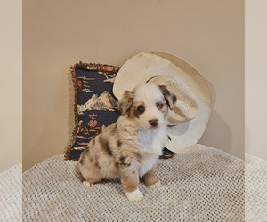 Schnauzer (Miniature) Puppy for sale in FAYETTE, MO, USA