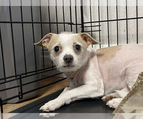 Medium Photo #1 Chiweenie Puppy For Sale in Bolivar, MO, USA