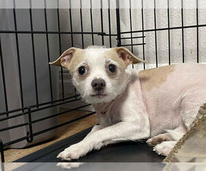 Chiweenie Dogs for adoption in Bolivar, MO, USA