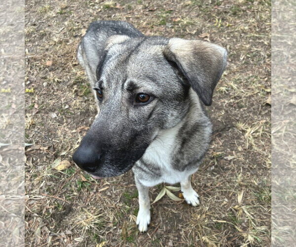 Medium Photo #1 German Shepherd Dog-Unknown Mix Puppy For Sale in Anniston, AL, USA