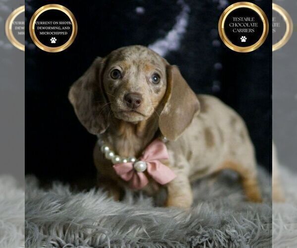 Medium Photo #1 Dachshund Puppy For Sale in WARSAW, IN, USA