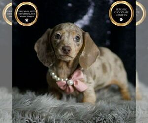 Medium Dachshund
