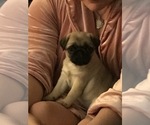 Small Photo #21 Pug Puppy For Sale in MANTECA, CA, USA
