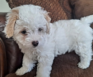 Poodle (Toy) Puppy for sale in CHULA VISTA, CA, USA