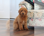 Small Photo #3 Goldendoodle (Miniature) Puppy For Sale in ITASCA, TX, USA