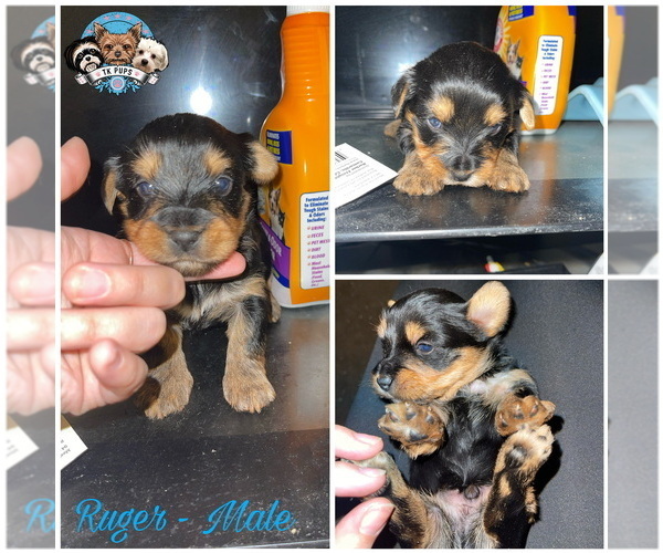 Medium Photo #1 Yorkshire Terrier Puppy For Sale in ROCHESTER, NY, USA