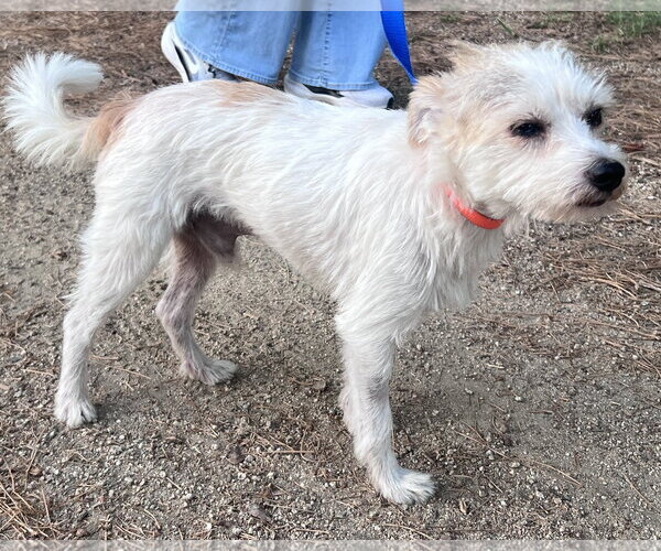 Medium Photo #6 Mutt Puppy For Sale in Corona, CA, USA