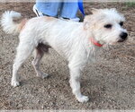Small #5 Mutt