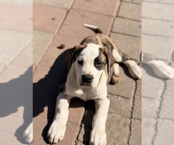 Medium Photo #2 Great Dane Puppy For Sale in SUMMERVILLE, SC, USA