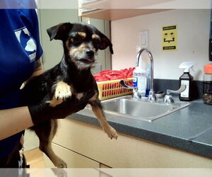 Mutt Dogs for adoption in Martinez, CA, USA