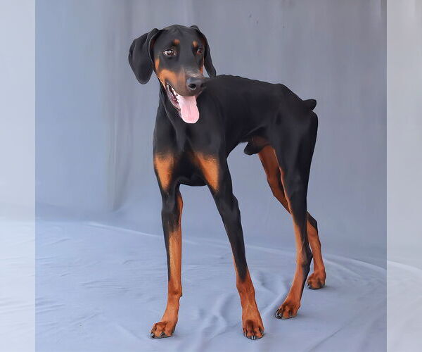Medium Photo #3 Doberman Pinscher Puppy For Sale in Pasadena, CA, USA
