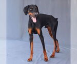 Small #2 Doberman Pinscher